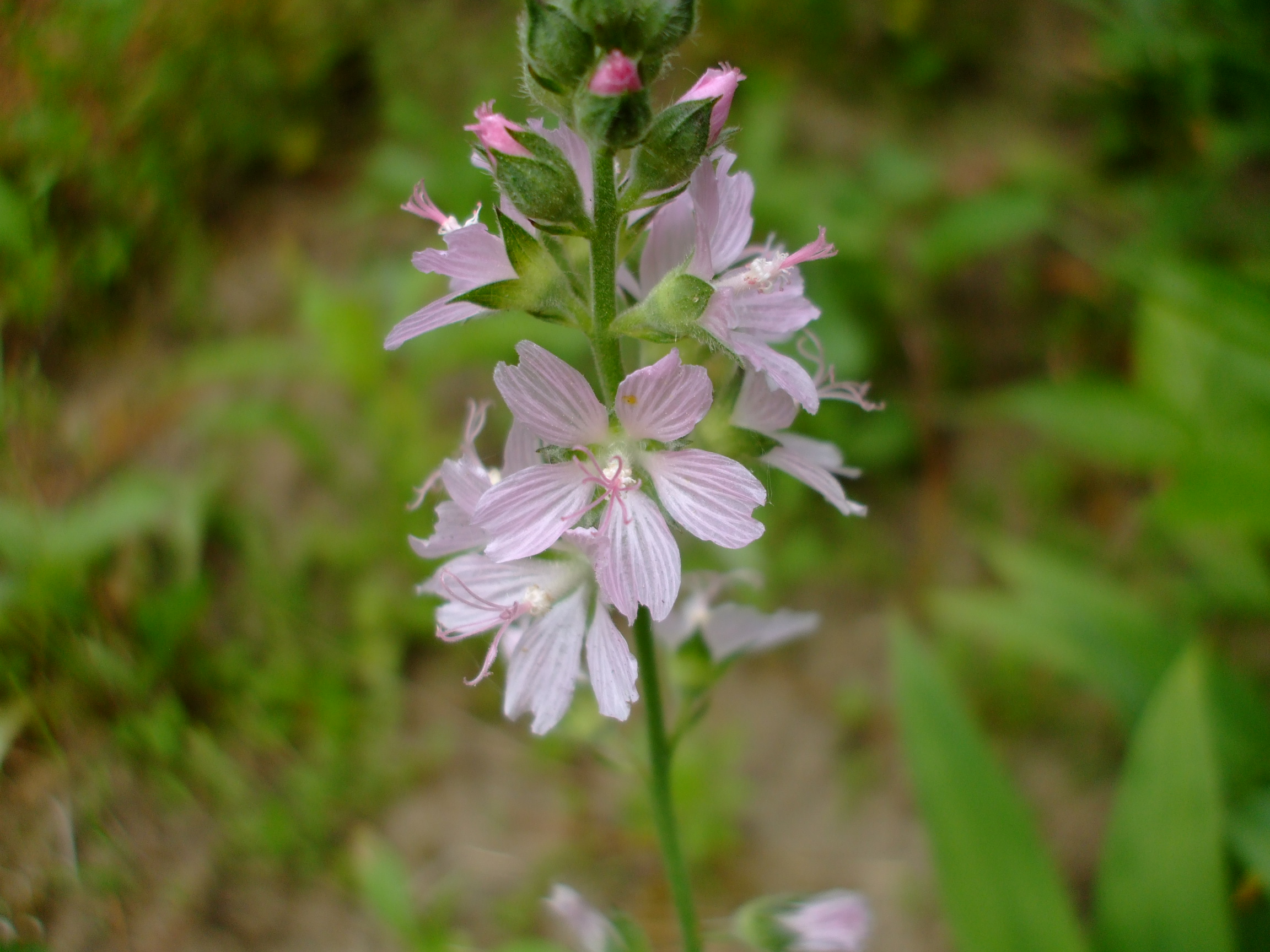 Sidalcea campestris